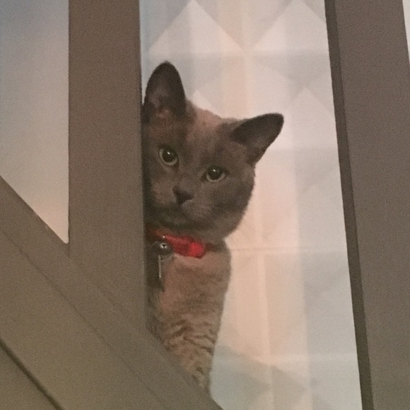 Meet your Posher, Heather - Picture 3 of 8